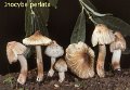 Pseudosperma perlatum-amf2040